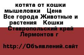 котята от кошки мышеловки › Цена ­ 10 - Все города Животные и растения » Кошки   . Ставропольский край,Лермонтов г.